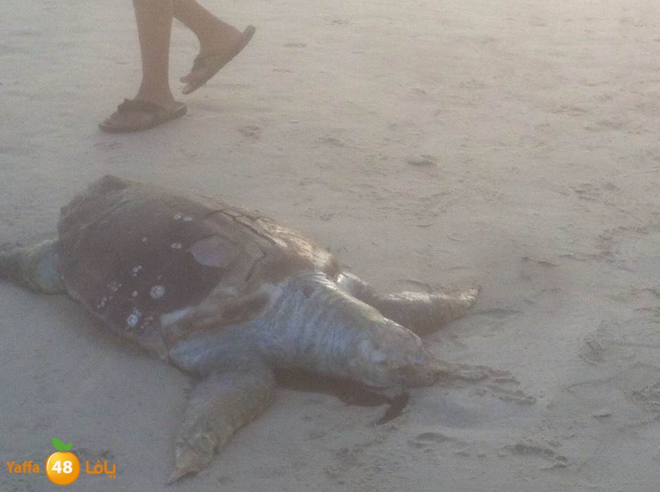 sol7afah 810 (1).jpg